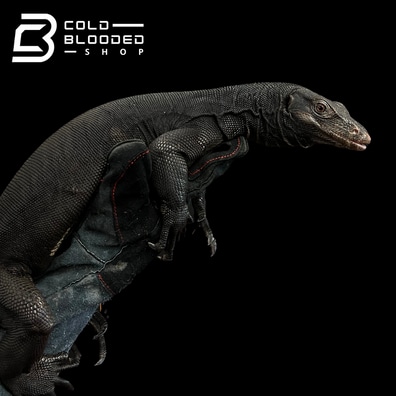 Buy 2024 water monitor